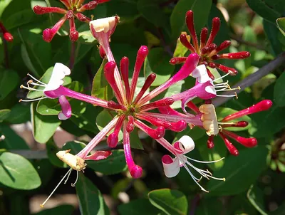 European honeysuckle