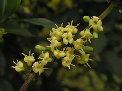 Diplospora dubia