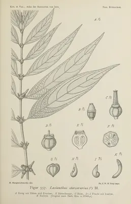 Lasianthus stercorarius