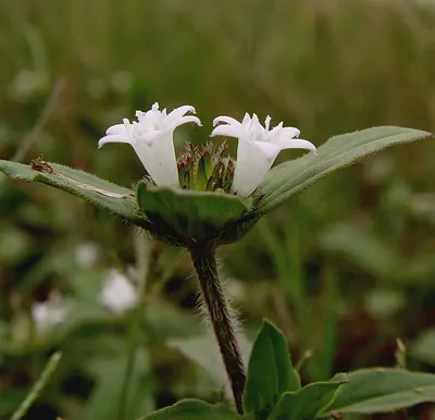 Rough Mexican clover