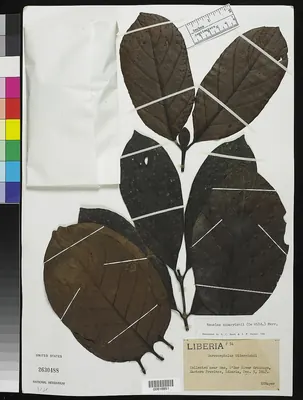 Nauclea diderrichii