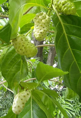 Rotten Cheesefruit