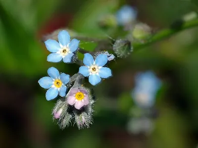 Woodland forget-me-not