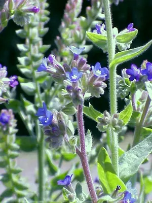Common bugloss