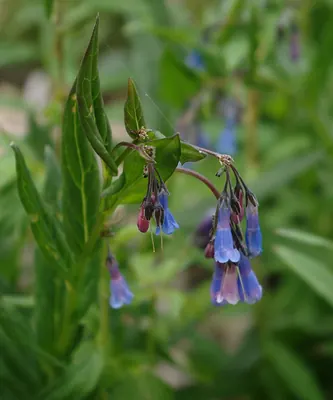 Franciscan bluebells