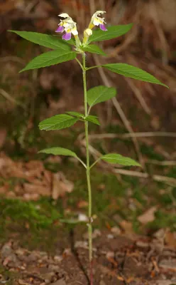Large-flowered hemp-nettle