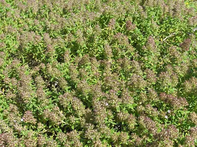 Mother of thyme