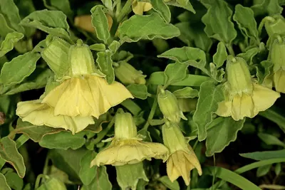 Sticky gooseberry