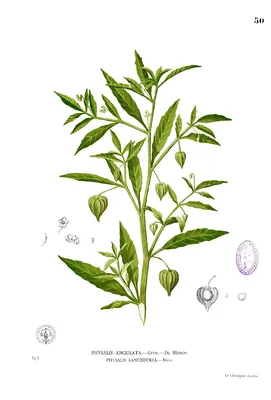Lance-leaved Ground-cherry