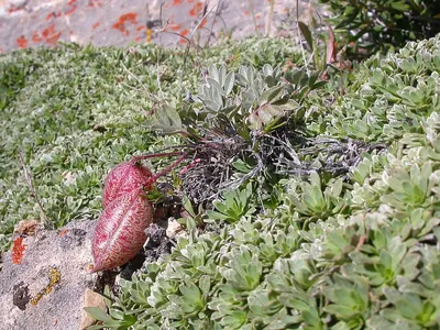 Broadkeel milkvetch