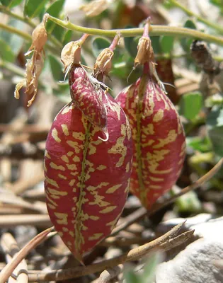 Spindle Milkvetch