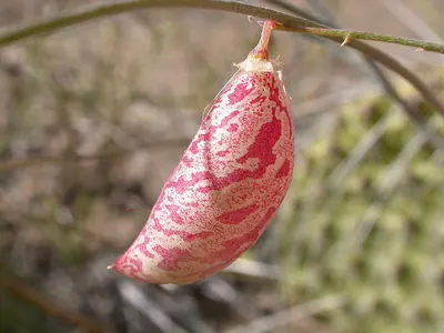 Painted milkvetch