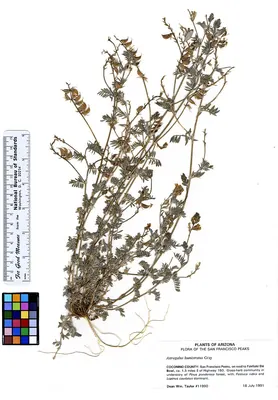 Groundcover milkvetch