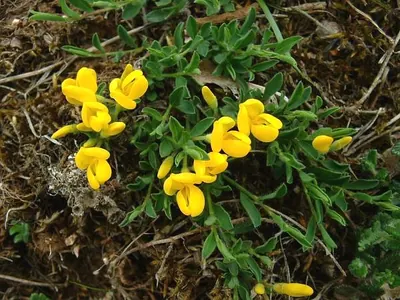 Hairy greenweed