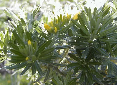 Mediterranean broom