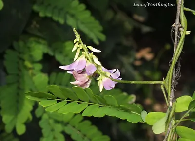 Rosarypea