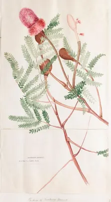 African locust-bean