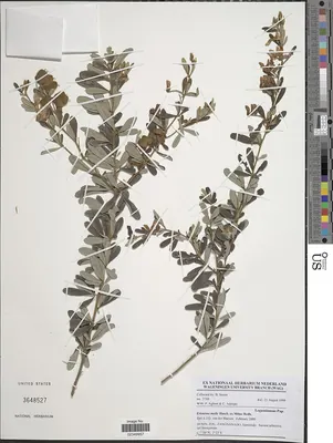 Eriosema molle