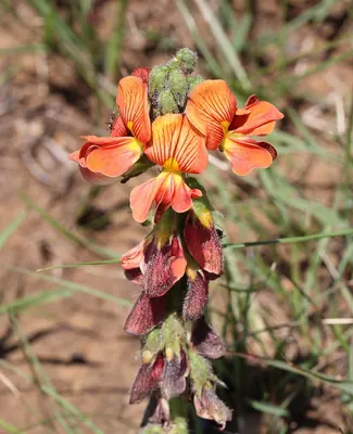 Eriosema distinctum