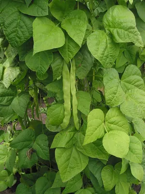Kidney bean