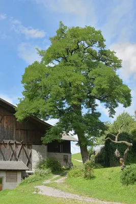 False Acacia