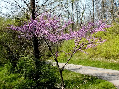 Eastern redbud