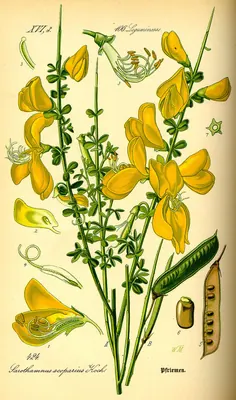 Common Broom