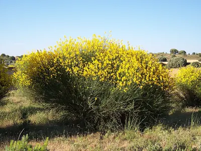 Spanish broom