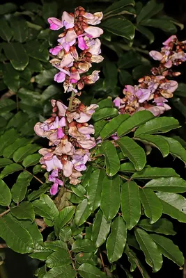 Millettia grandis