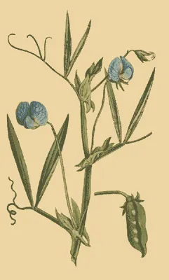 White pea