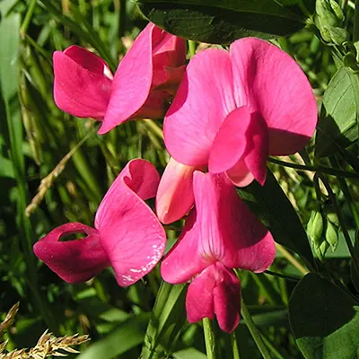 Tuberous pea