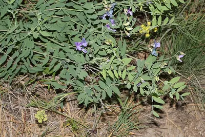 Fewflower pea
