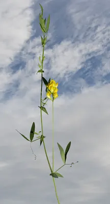 Meadow pea