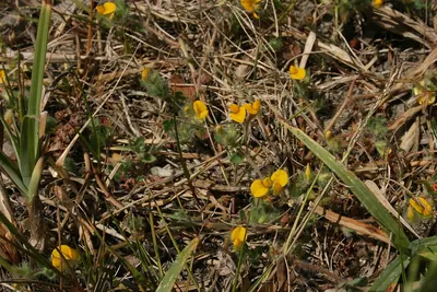 Hairy bird's-foot trefoil