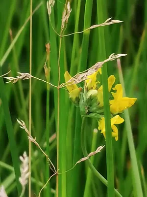 Greater Bird's-foot-trefoil