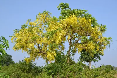 Purging Cassia