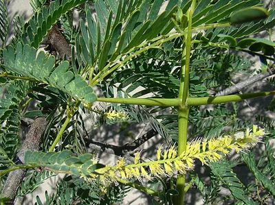 Mesquite