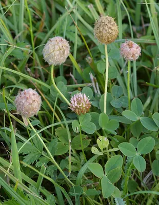Strawberry clover