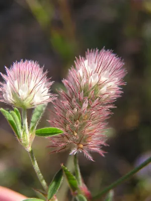 Hare's-foot Clover