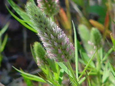 Narrow Clover