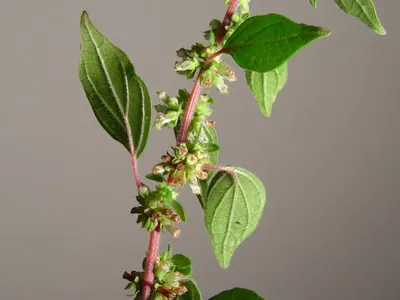 Spreading pellitory