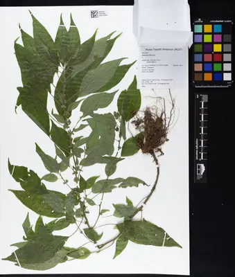 Erect pellitory-of-the-wall