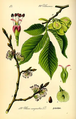 Small-leaved Elm