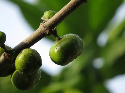 Cluster fig