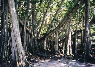 Indian banyan