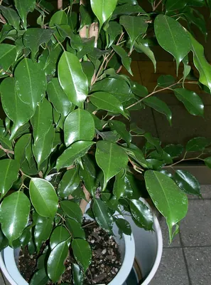 Weeping fig