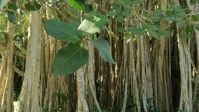 Peepul Tree
