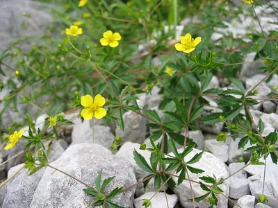 Erect cinquefoil