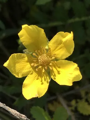 Silverweed