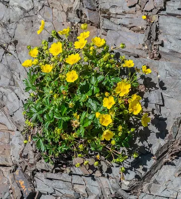 Creeping cinquefoil